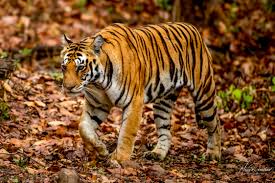 Shio Harimau 6 Februari 2026: Hari ini berjalan lancar dalam segala hal-Image-1