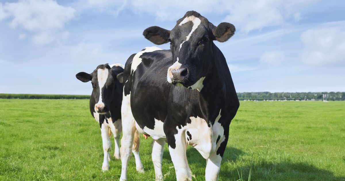 Shio Sapi 7 Februari 2026: Hari yang menguntungkan bagi pemilik shio ini-Image-1