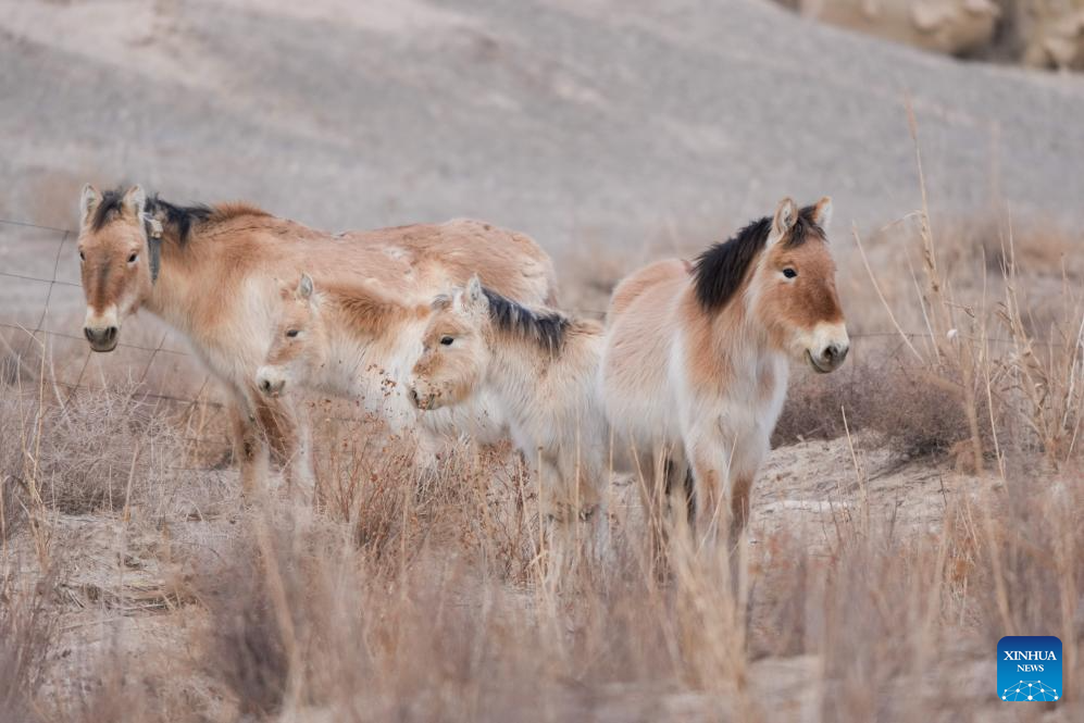 Kisah Sukses Penyelamatan Kuda Przewalski di Gansu, China Barat Laut-Image-2