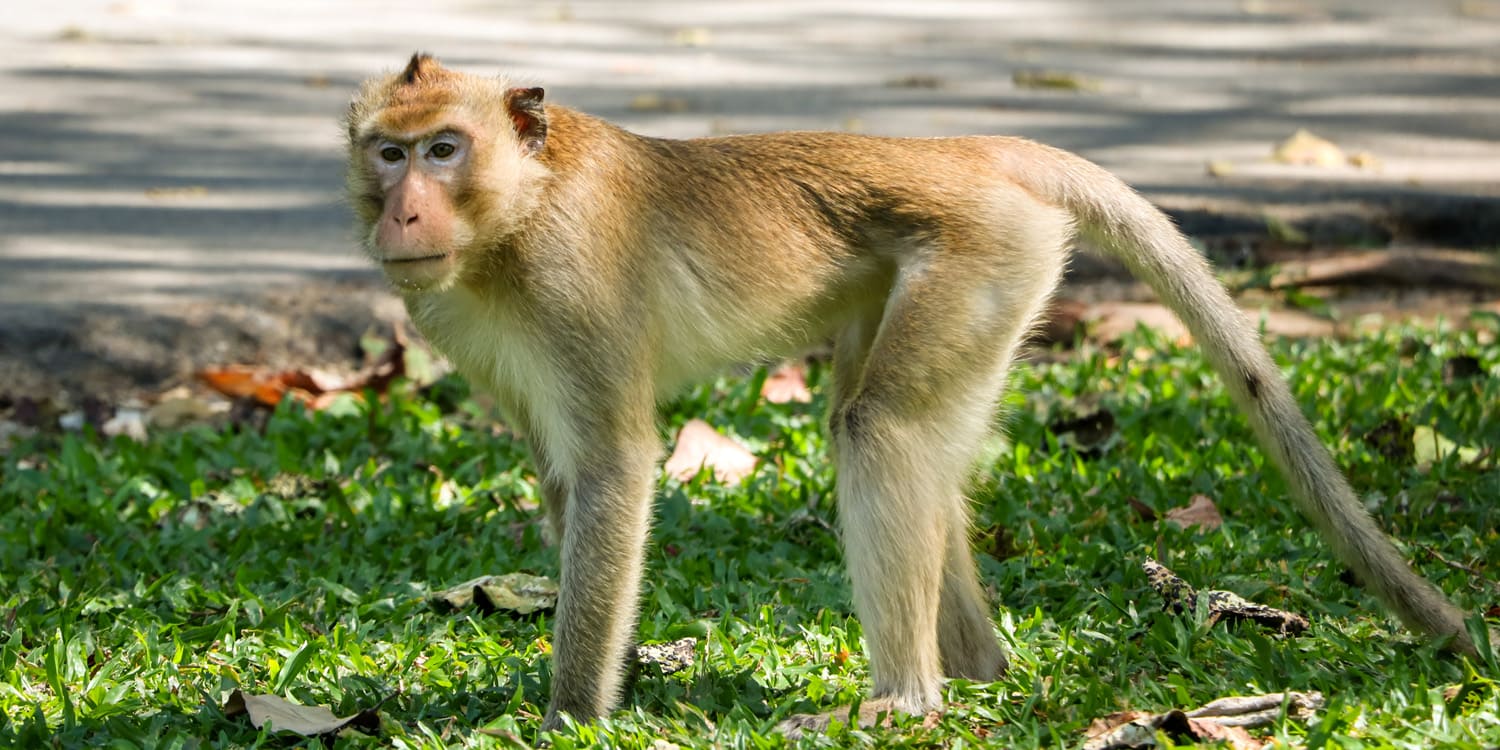 Shio Monyet 12 Februari 2026: Hari dengan indeks kebahagiaan yang cukup tinggi-Image-1 Shio Monyet 12 Februari 2026: Hari dengan indeks kebahagiaan yang cukup tinggi-Image-1