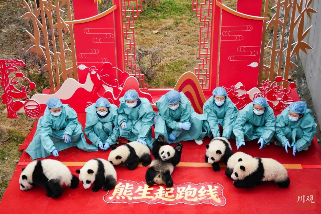 12 Bayi Panda Raksasa Curi Perhatian Jelang Tahun Baru Imlek-Image-1