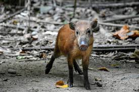 Shio Babi 26 Februari 2026: Jangan takut, hari ini penuh keberuntungan-Image-1