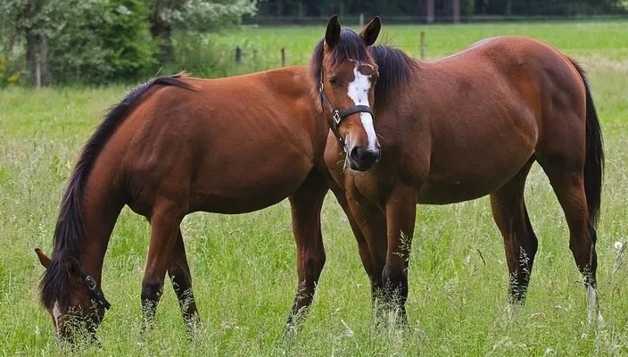 Shio Kuda 1 Maret 2026: Keberuntungan bagi pemilik shio ini-Image-1 Shio Kuda 1 Maret 2026: Keberuntungan bagi pemilik shio ini-Image-1