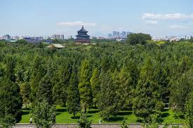 Beijing Gunakan “Masker Tak Terlihat” untuk Pohon, Atasi Polusi Serbuk Sari-Image-1