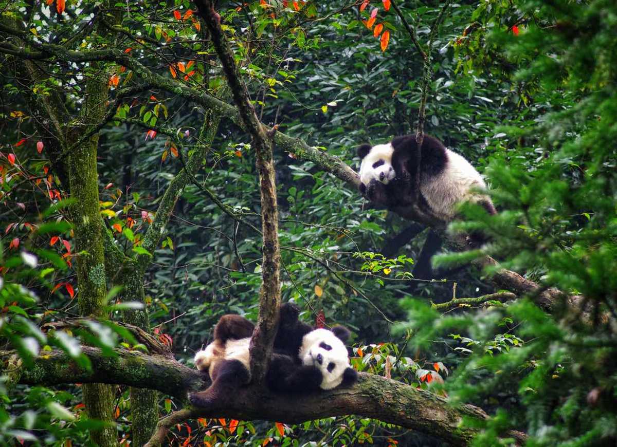Terungkap: Panda Makan Bambu Sejak 7 Juta Tahun