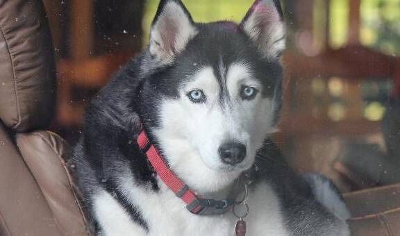 Anjing Husky Dianggap Bodoh, Padahal IQ Normal