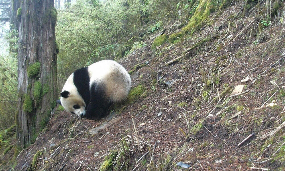 Panda Raksasa Terpantau CCTV di Hutan Chongzhou