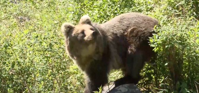 Akhirnya, Beruang Neng Neng Dilepas ke Habitat