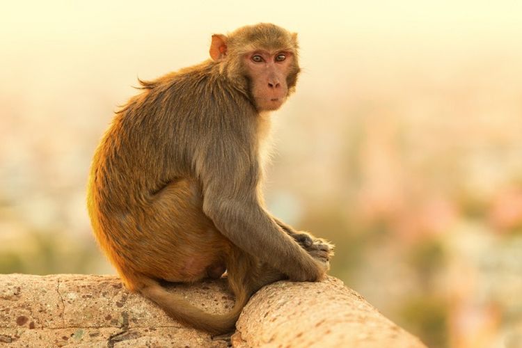 Shio 12 Agustus: Monyet Penuh Peluang