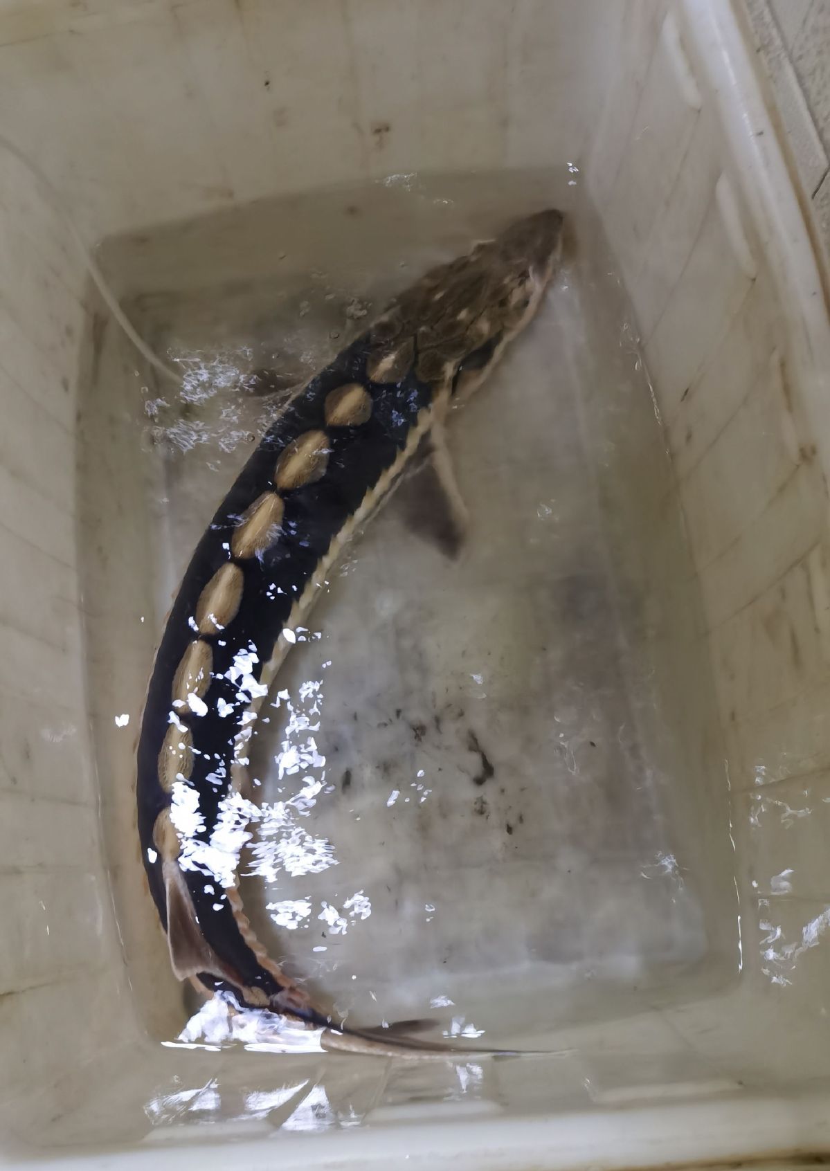 Ikan Sturgeon Dikira Punah, Ada di Sungai Yangtze