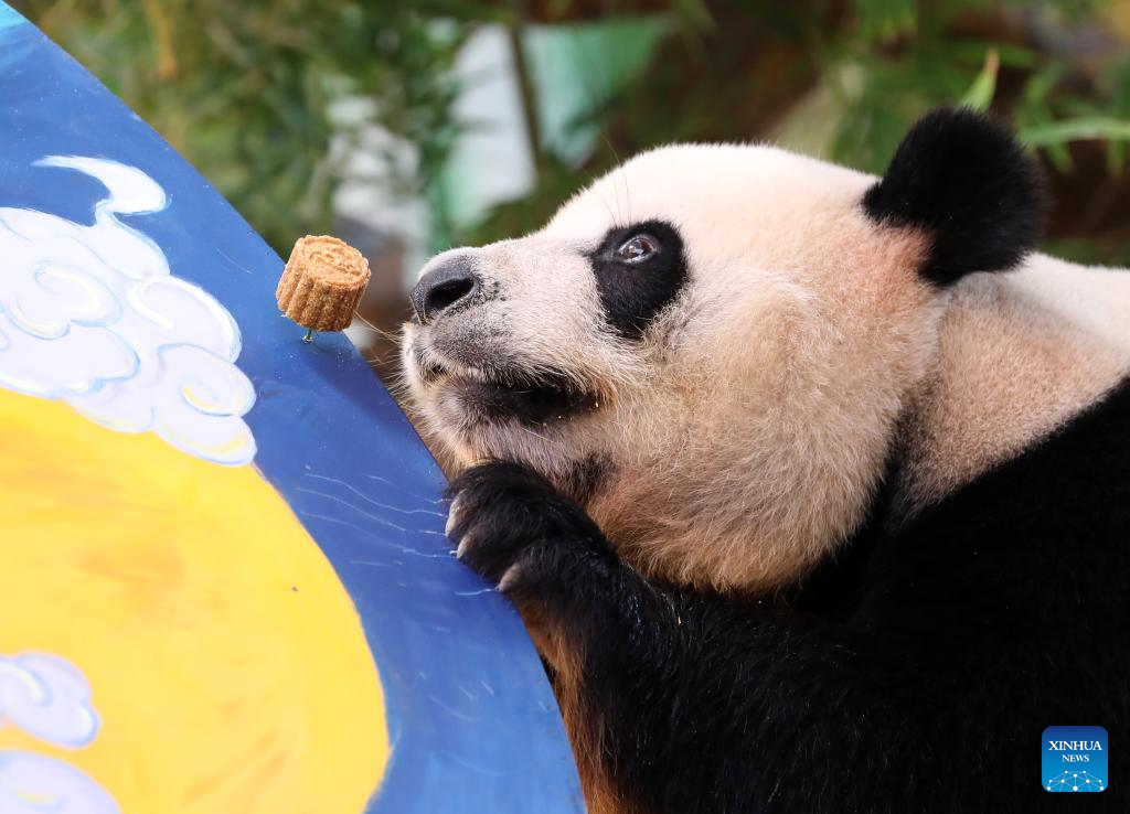 Panda Kembar 3 Makan Kue Bulan Rayakan Festival &hellip;