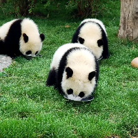 6 Tempat Terbaik Lihat Panda Raksasa