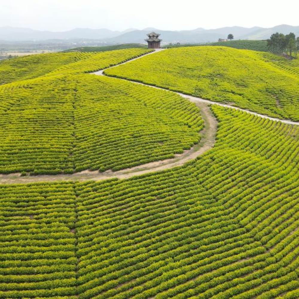 POTRET: Pemandangan Kebun Teh Menawan di &hellip;