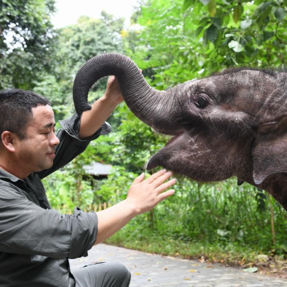 Kawanan Gajah Asia di Yunnan Jalan 1.400 Km