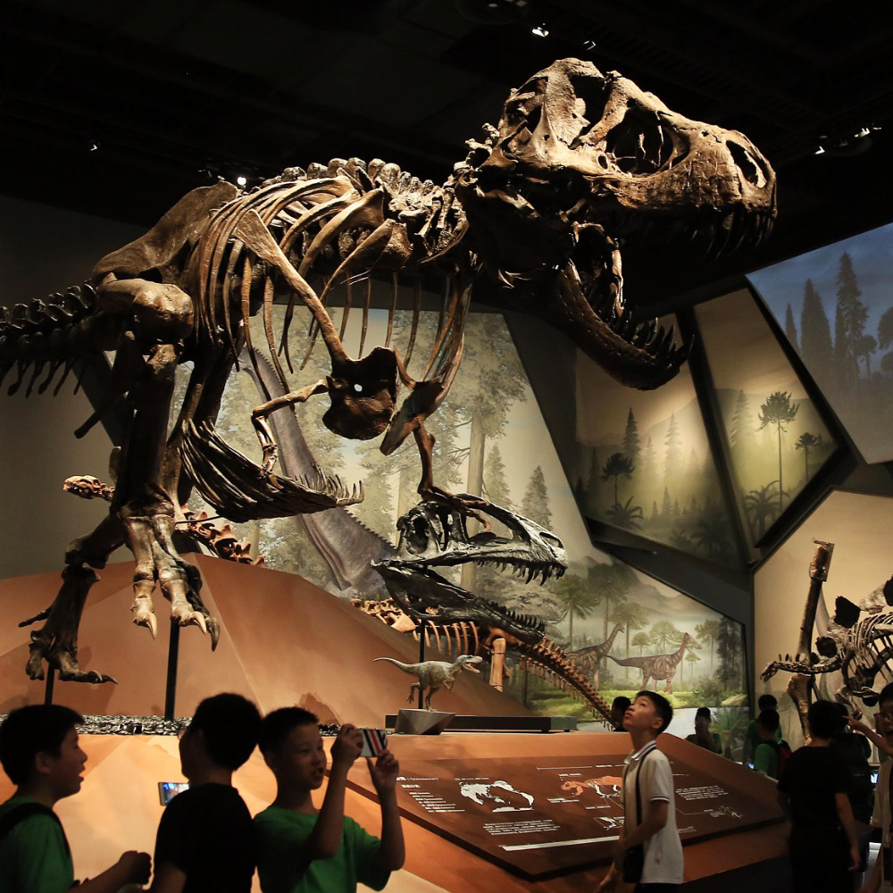 10 Museum Sejarah Alam Terbaik yang Tidak Boleh &hellip;