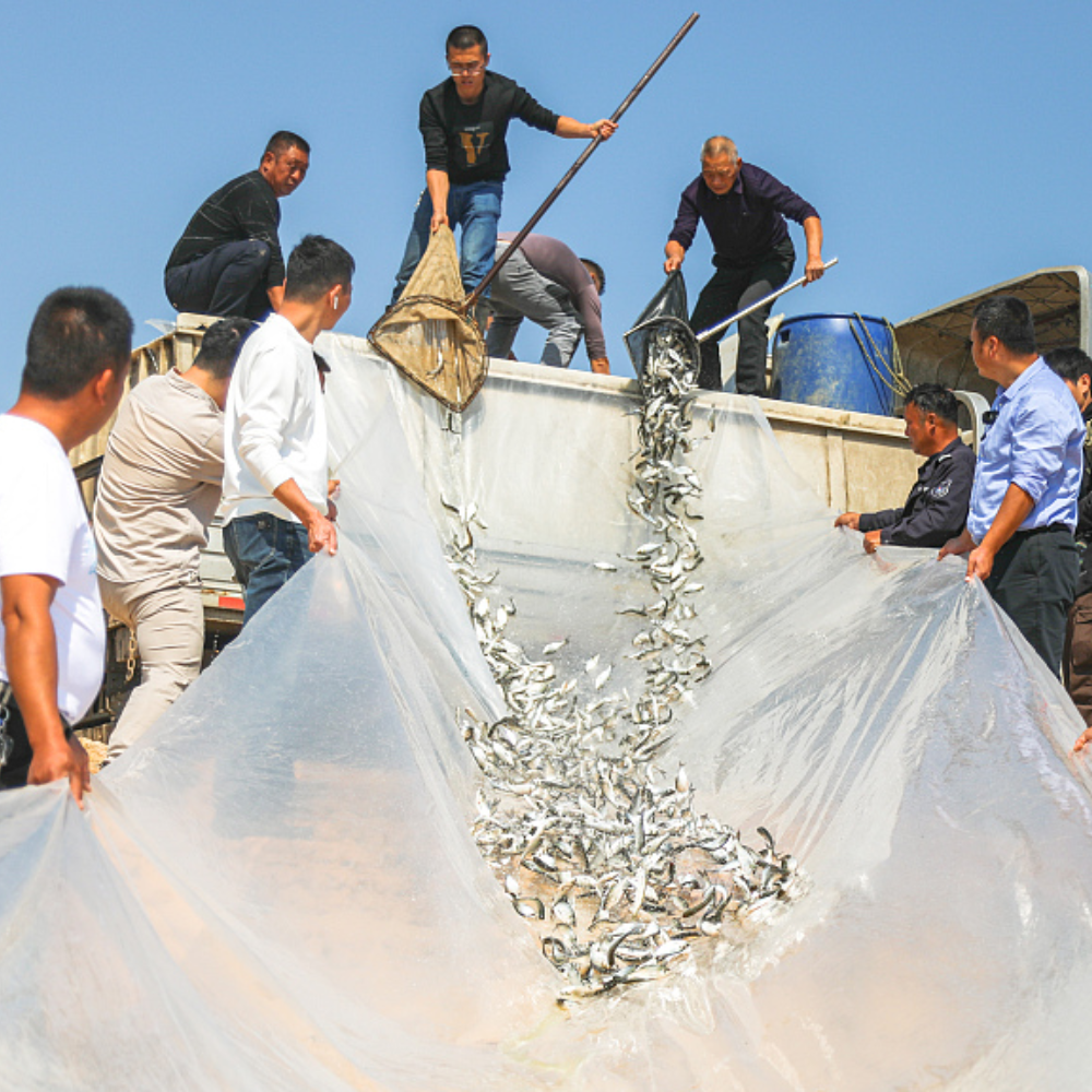 Lumba Tanpa Sirip di Sungai Yangtze Terancam Punah