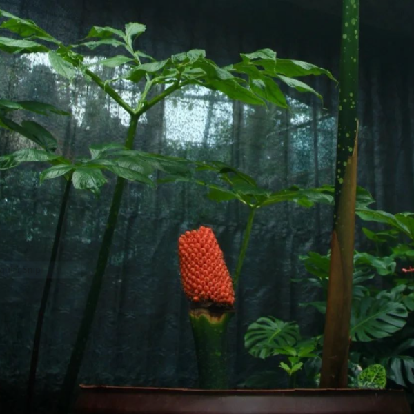 Konjak Raksasa di Kebun Raya Beijing Berbuah Merah