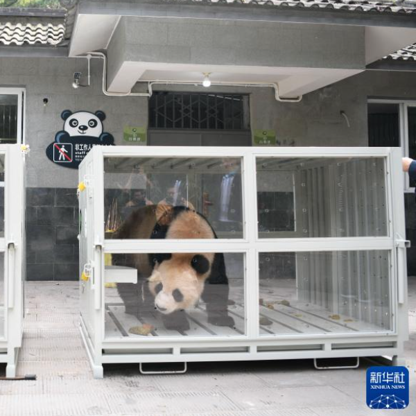 Panda Sihai dan Jingjing Diangkut ke Qatar