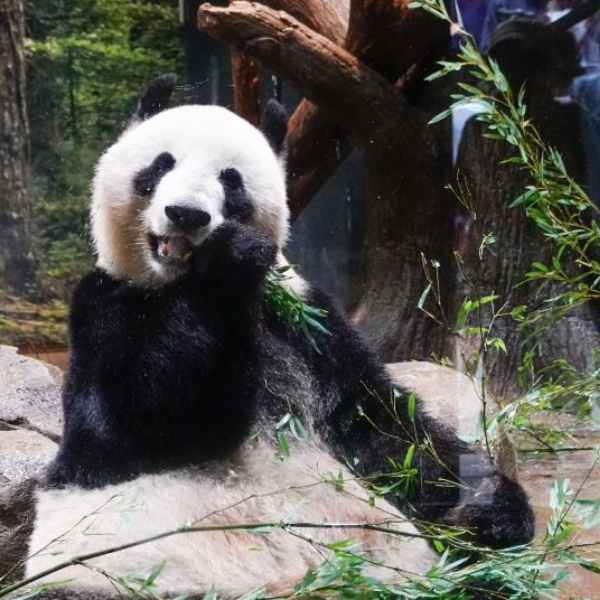 Jepang Peringati 50 Tahun Kedatangan Panda dari &hellip;
