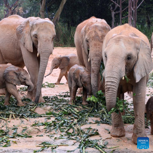 5 Gajah Afrika di Qingyuan Melahirkan