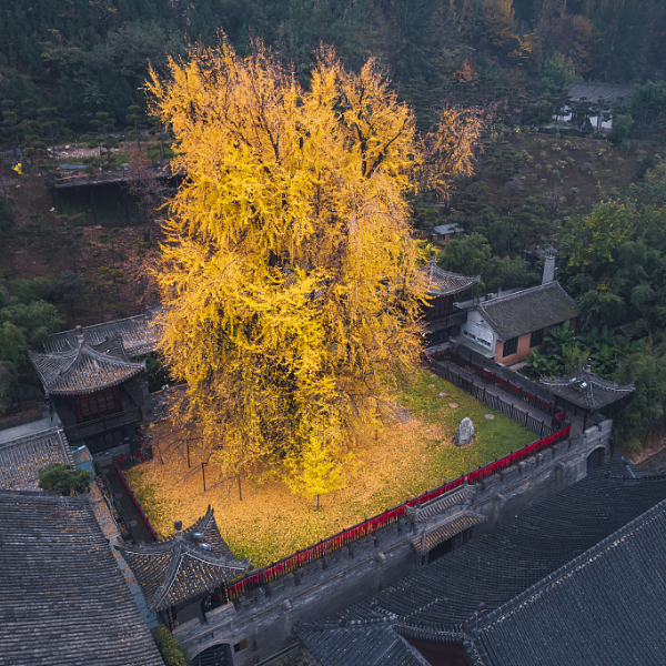 Pohon Ginkgo di China Jadi Keemasan di Musim Gugur