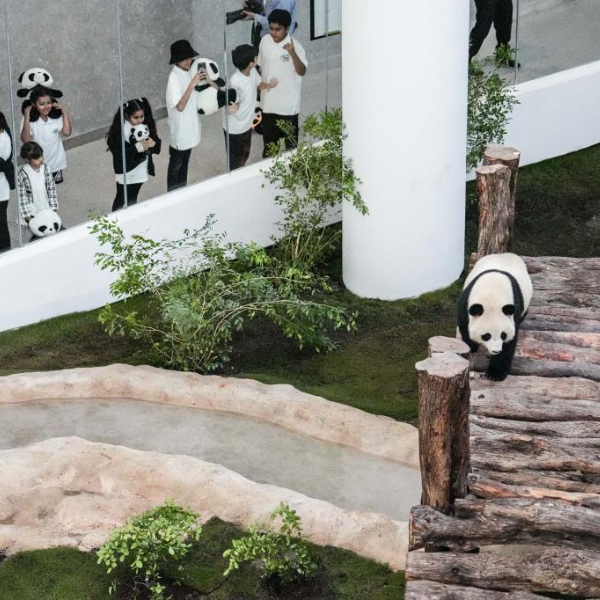 Panda House di Qatar Dibuka untuk Umum