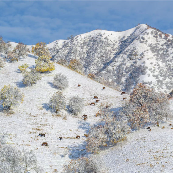 POTRET Salju Pertama di Xinjiang Bagai Lukisan