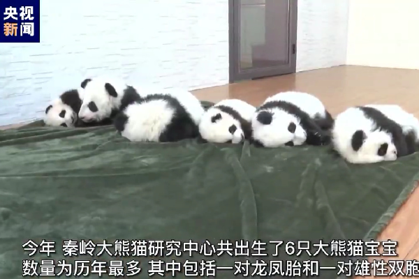 Lucu, 6 Bayi Panda Sebaya di Pegunungan Qinling