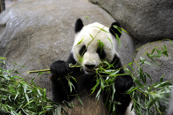 Panda di Memphis Zoo Akan Pulang ke China