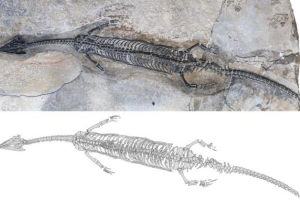 Fosil Reptil Laut Purba Ditemukan di Yunnan