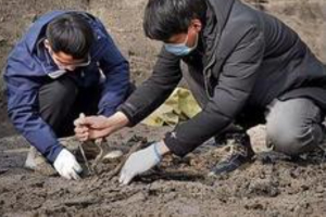 Arkeolog Temukan Lapisan Pohon Murbei di Henan