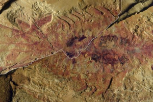 Paleontologi China Temukan Udang Purba Abnormal