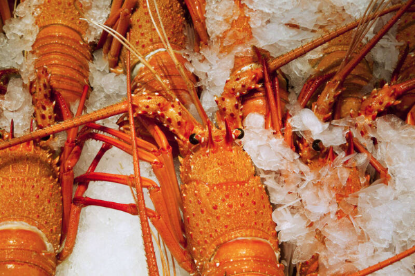 China Akan Impor Lobster dari Australia Lagi