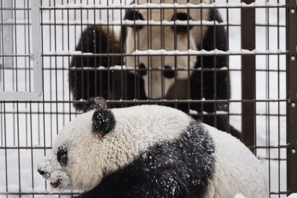 Ahtari Zoo Bangkrut, Panda Akan Pulang ke China