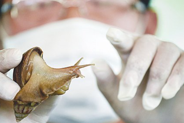 Snail Mucus Becomes Wound Adhesive in China