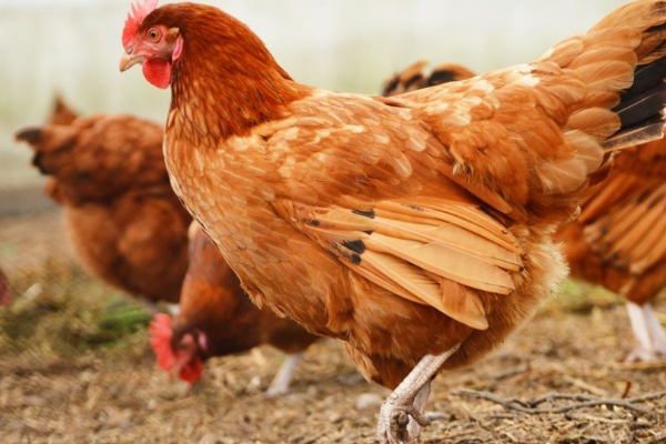 Shio 9 Februari 2023: Ada Kemujuran Bagi Ayam