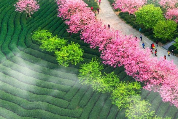 Festival Bunga Sakura Akan Dimulai di Fujian