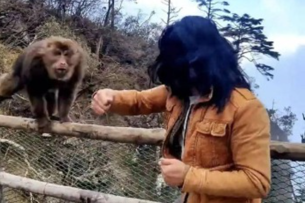 Pria yang Duel vs Monyet di Gunung Emei Minta Maaf