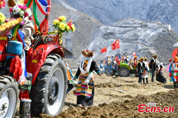 Warga Lhasa Rayakan Musim Membajak Sawah