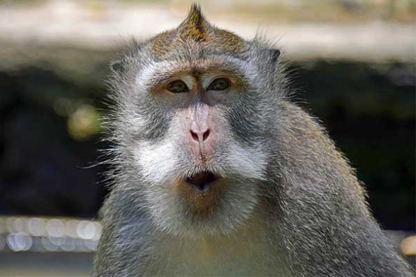 Shio 24 Maret 2023: Monyet Penuh Kreatifitas