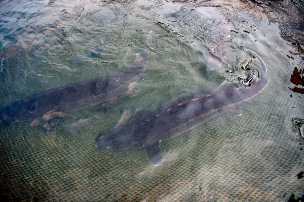 Ilmuwan China Intai Ikan Sturgeon Kawin di Yangtze