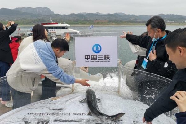 China Lepas 200.000 Ikan Sturgeon ke Sungai &hellip;