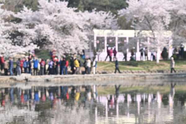 POTRET Turis Riuh Tonton Bunga Sakura di Taman &hellip;