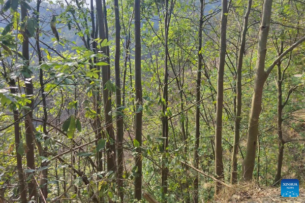10.000 Pohon Langka Ditemukan di Guizhou