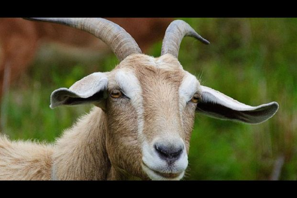 Shio 6 Mei 2023: Kambing Penuh Energi