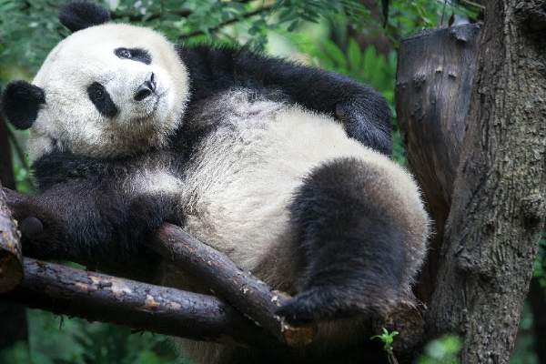 Penonton Panda di Sichuan Dihukum, Dilarang &hellip;