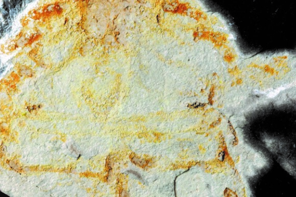 Fosil Kalajengking Laut 450 Juta Tahun Ditemukan &hellip;