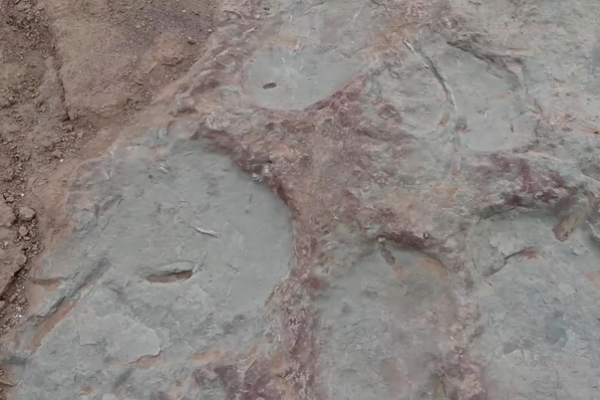 Fosil Jejak Kaki Dinosaurus Ditemukan di Mongolia &hellip;