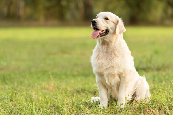 Shio 2 Juni 2023: Anjing Penuh Energi Percaya Diri