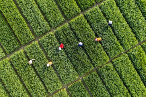 Waperdam China Tekankan Keamanan Panen Biji-bijian